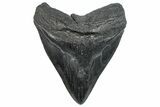 Fossil Megalodon Tooth - South Carolina #293934-1